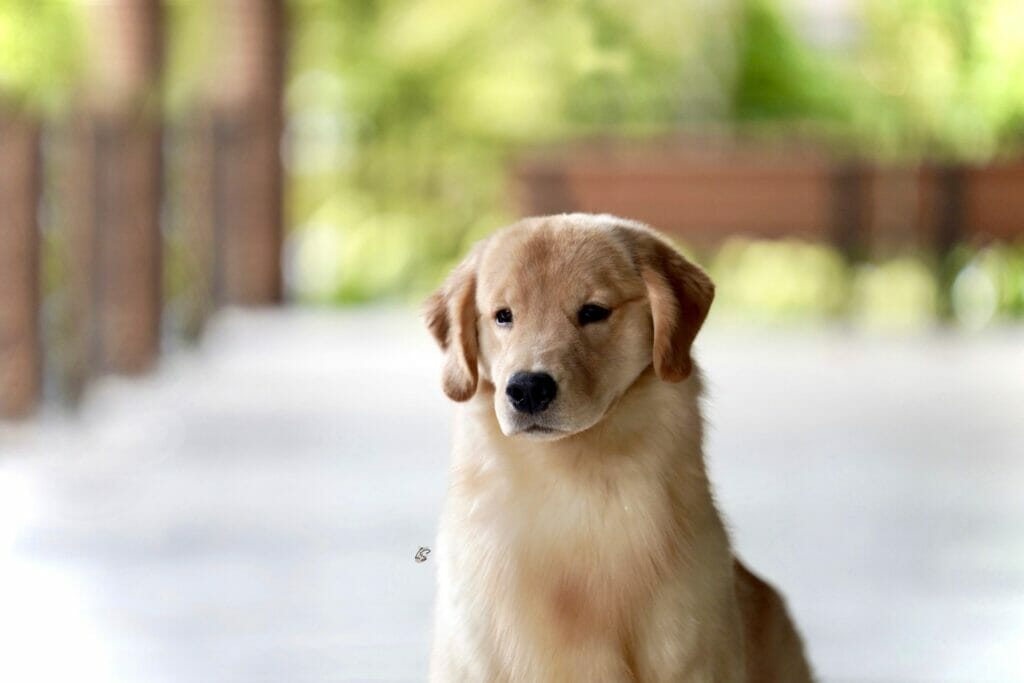 Photo of Forever’s Party In The USA, a  Golden Retriever.
