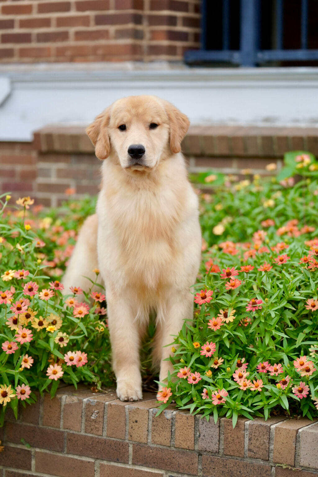 Photo of Forever’s Party In The USA, a  Golden Retriever.