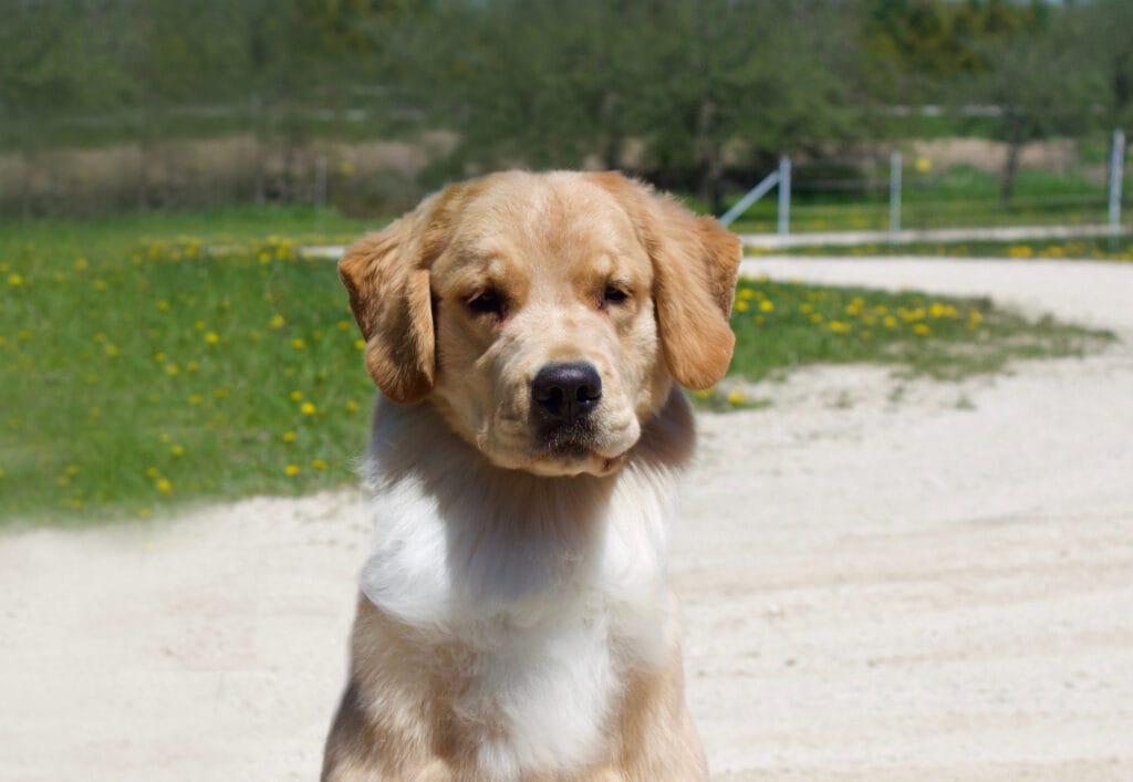 Photo of Forever’s New Beginnings At Peregrine, a  Golden Retriever.