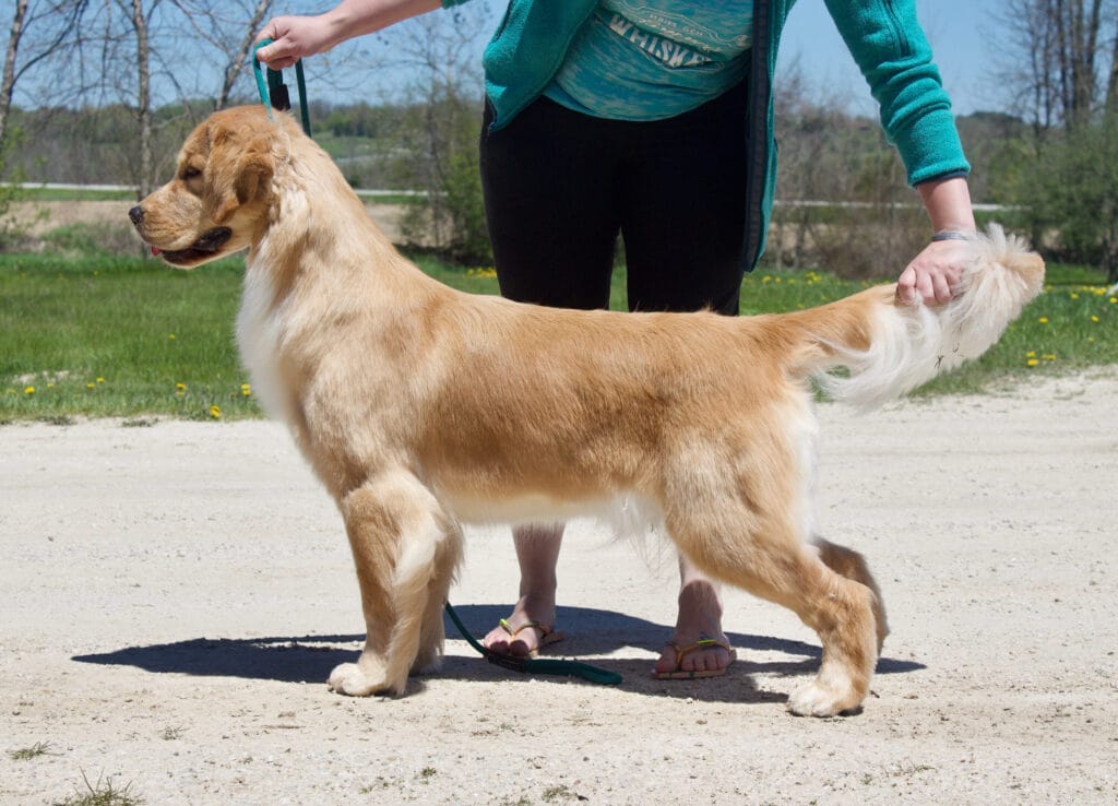 Photo of Forever’s New Beginnings At Peregrine, a  Golden Retriever.