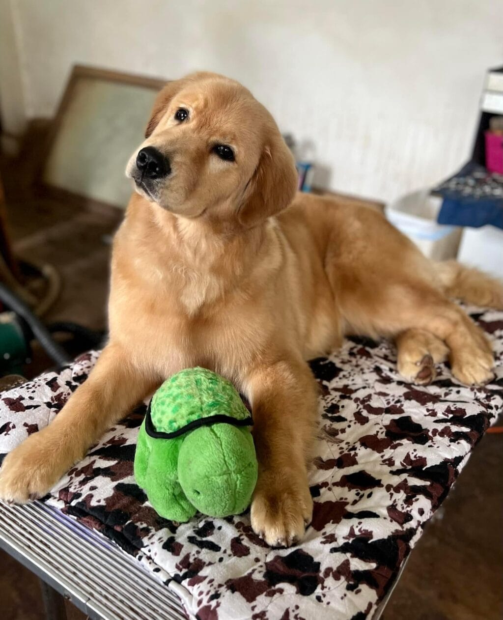 Photo of Forever’s Single And Ready To Mingle RN, JH, CGC, TKN, WC, a  Golden Retriever.