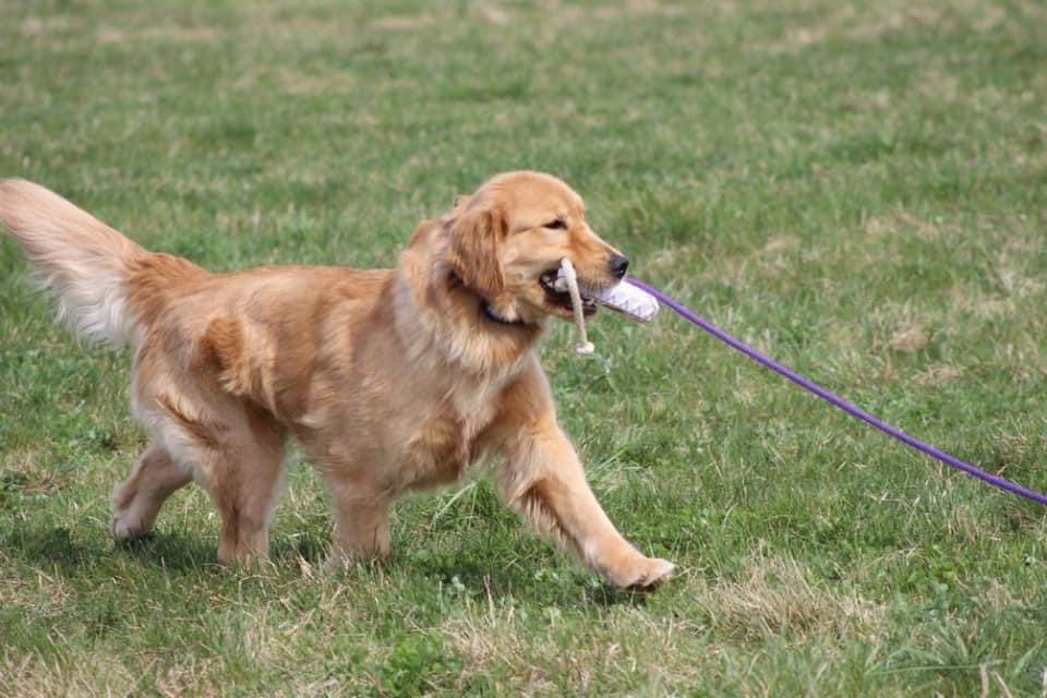 Photo of Forever’s Single And Ready To Mingle RN, JH, CGC, TKN, WC, a  Golden Retriever.