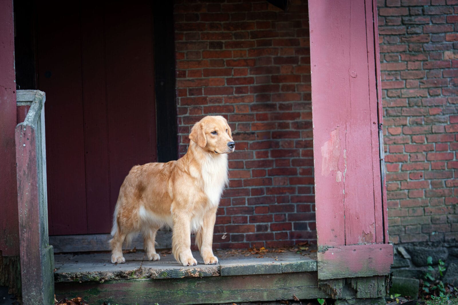 Photo of Forever’s Reminiscence At Rush Hill CD BN RA TKN CGC, a  Golden Retriever.